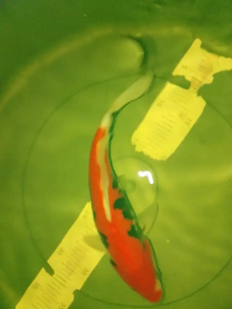 Ikan koi jenis Beni Kumonryu 28cm