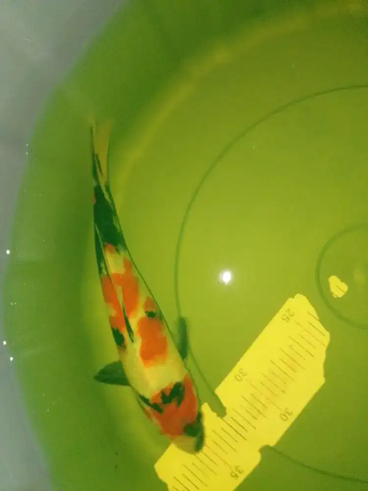 Ikan koi jenis Kindai Showa 26cm
