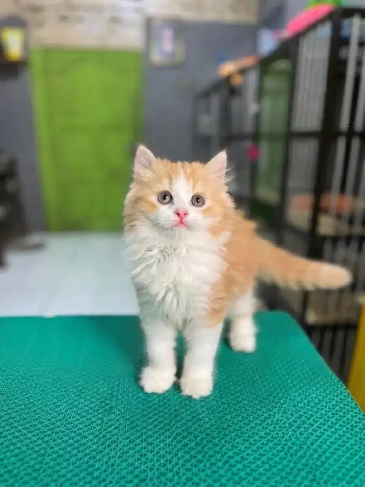 Kitten Persia super gembul