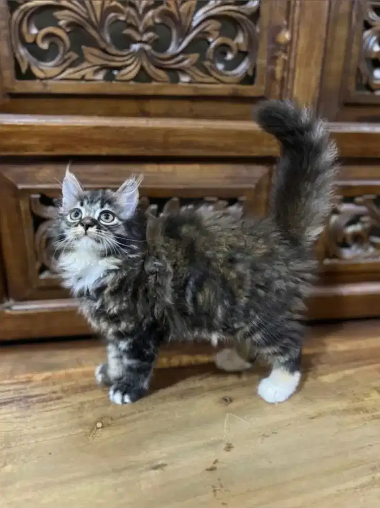 Kitten mix mainecoone