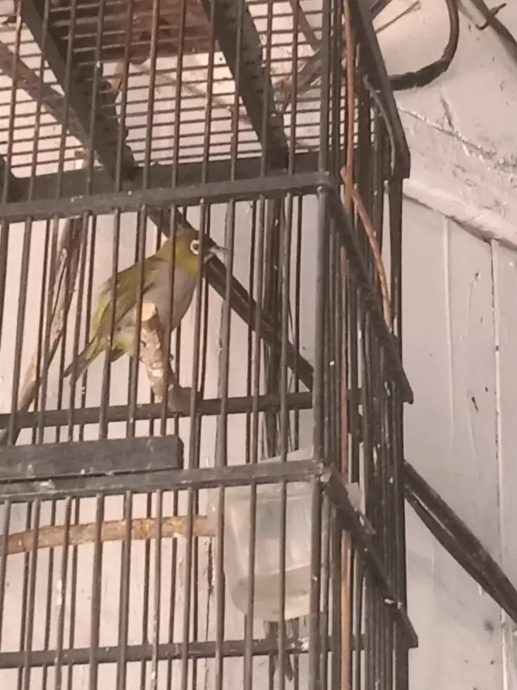 Burung muda wiklus jantan