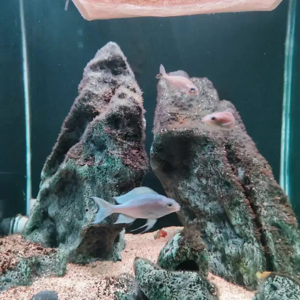 Ikan afrika tangayika / Ventralis