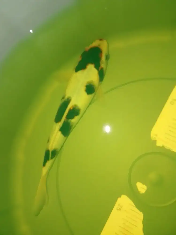 Ikan koi jenis Budo Goromo 26cm