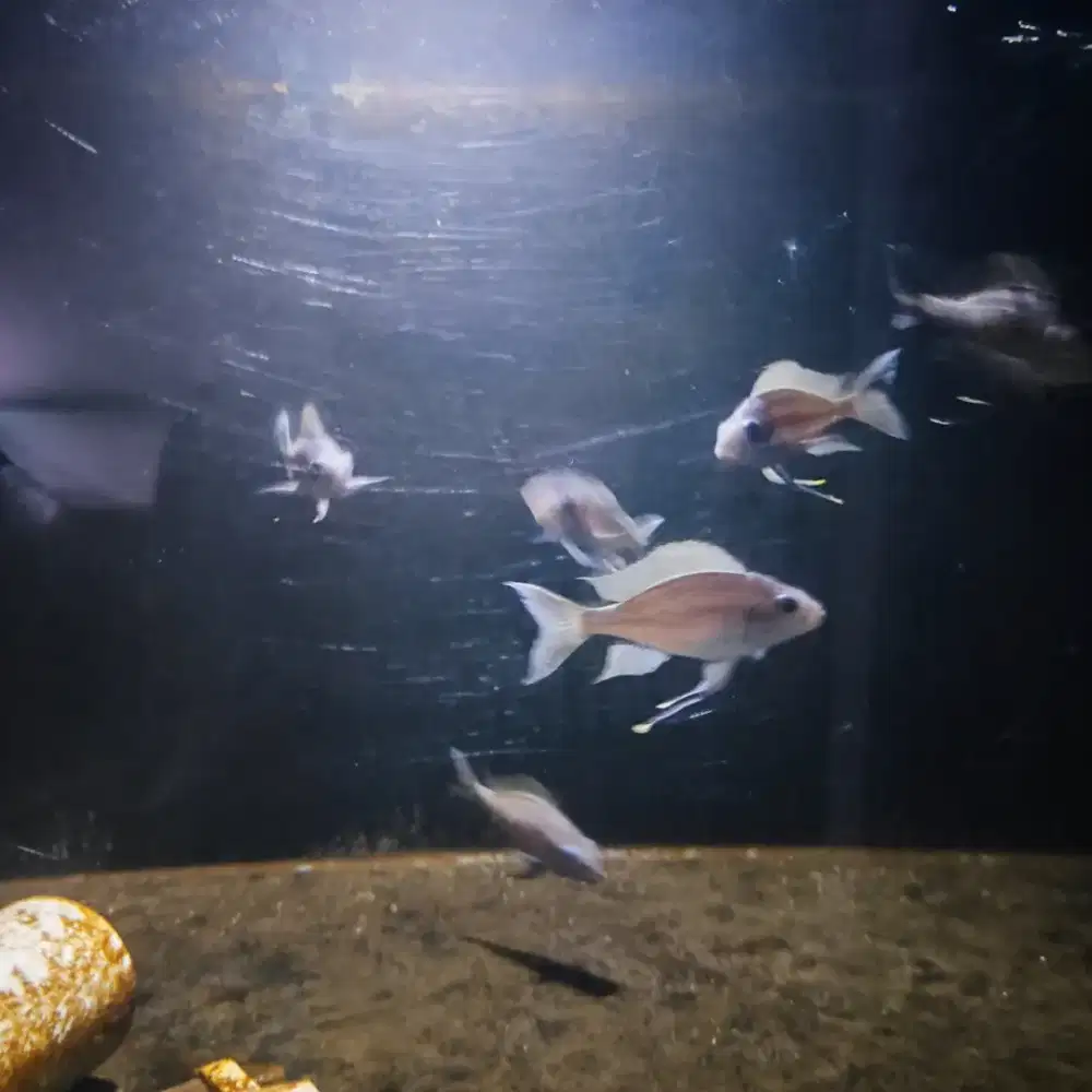 Ikan Ventralis cichlid