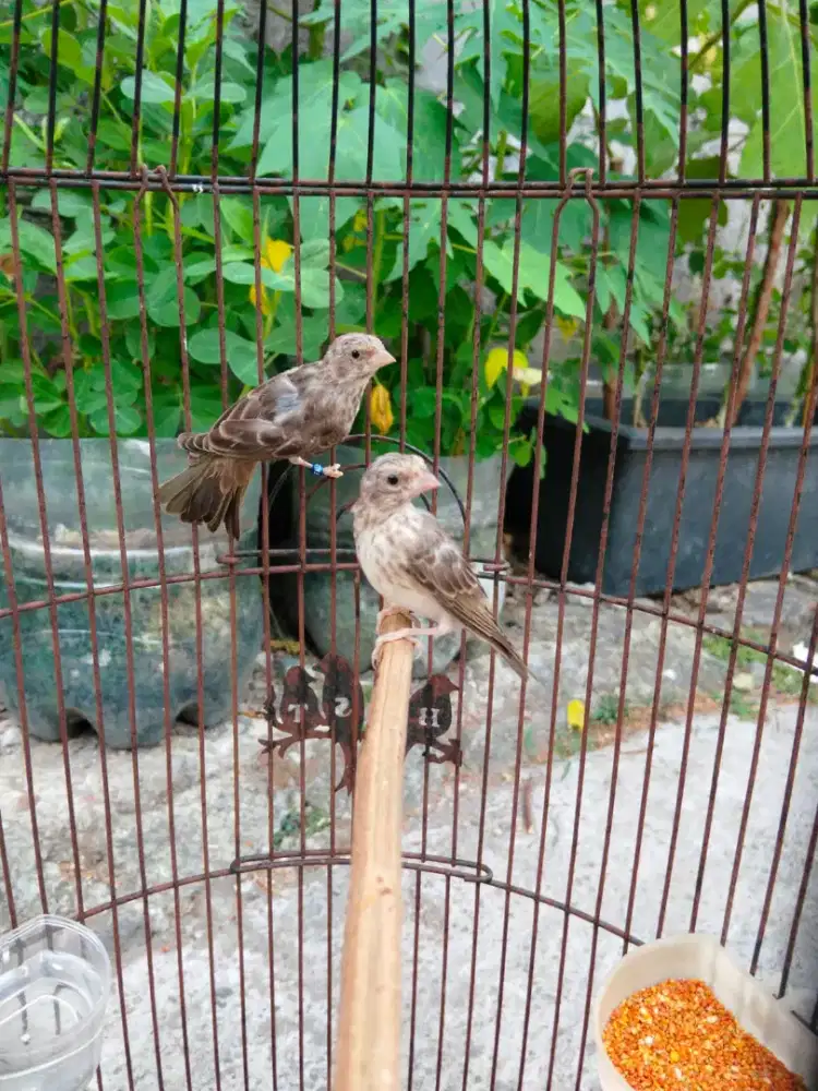 Burung sanger slanger