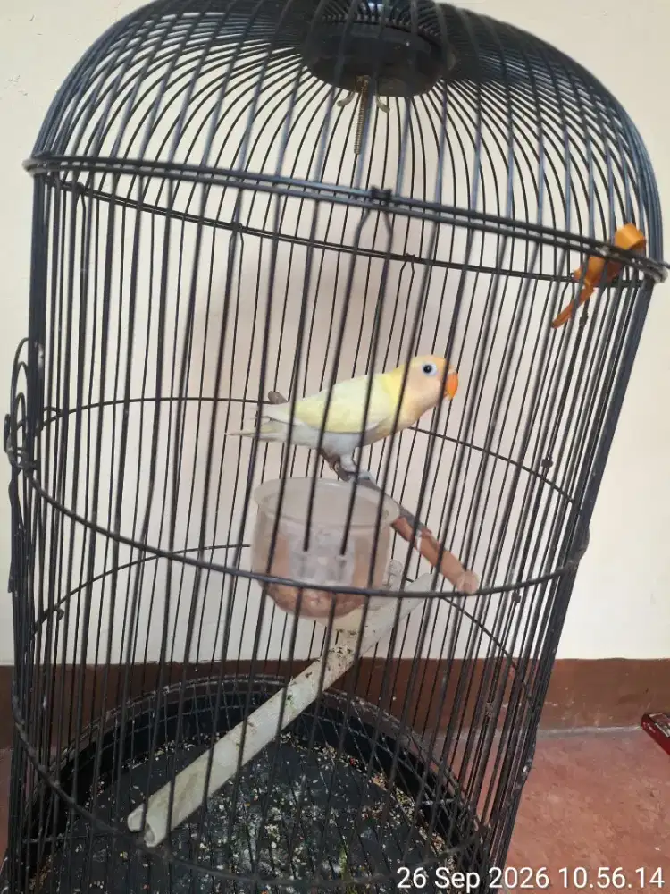 Burung Lovebird balibu