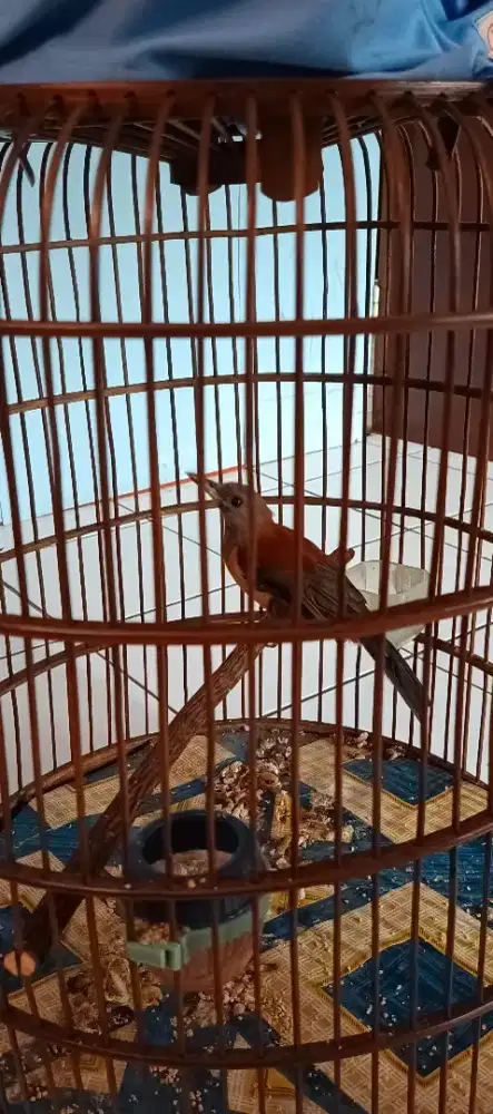 Burung pituhui mulus