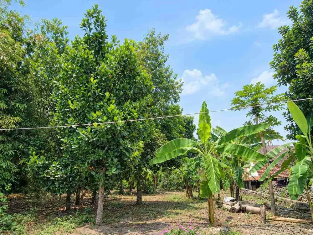 DIJUAL – Tanah SHM 618 m² View Sawah Dekat Perumahan Dosen UPN Sleman