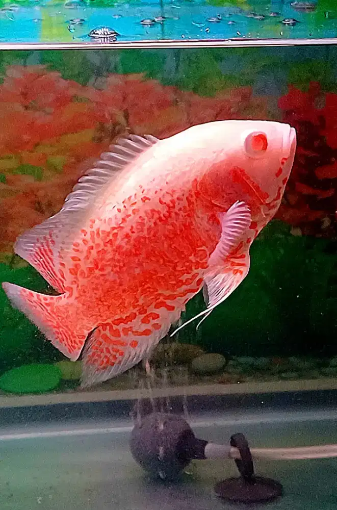 3 ekor ikan oscar albino red tiger thailand