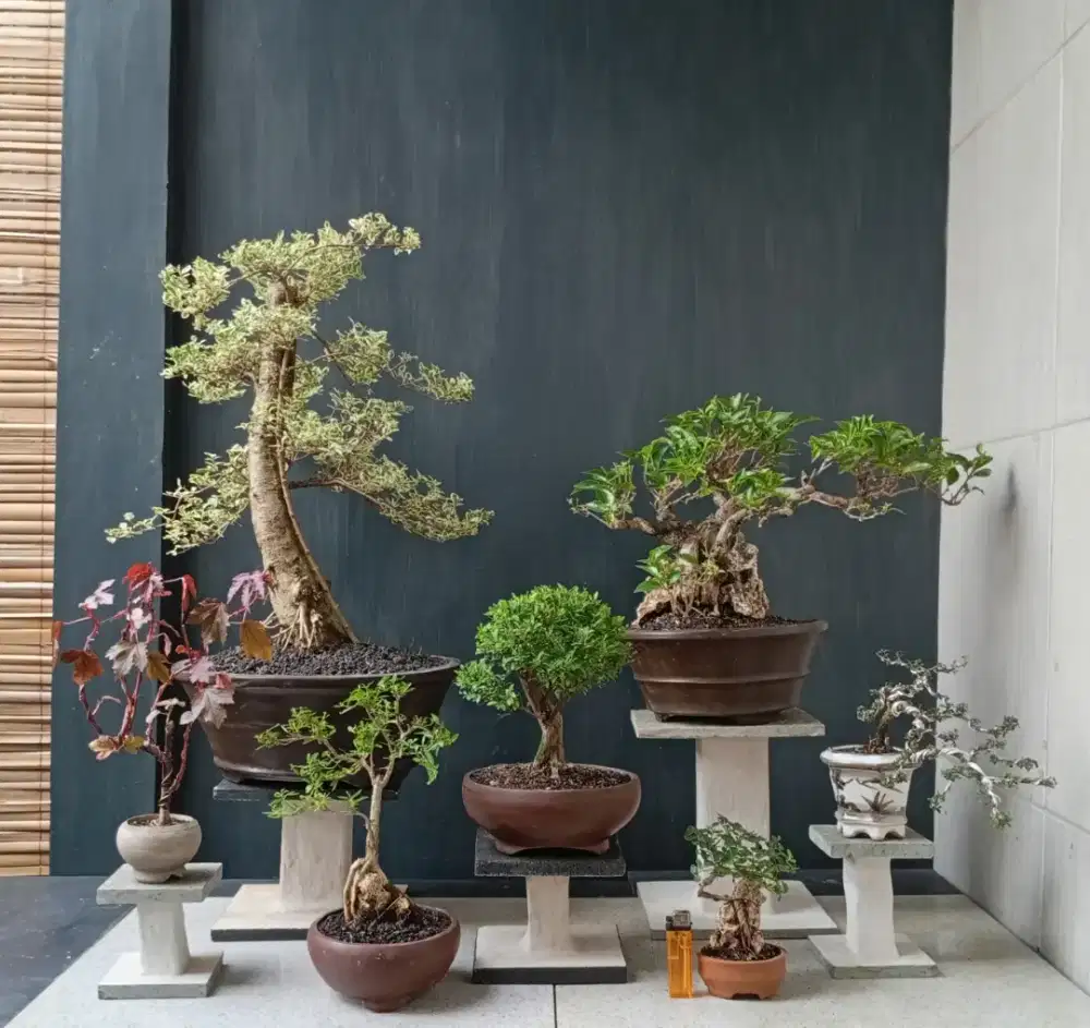 Bonsai hias ada 7 pohon