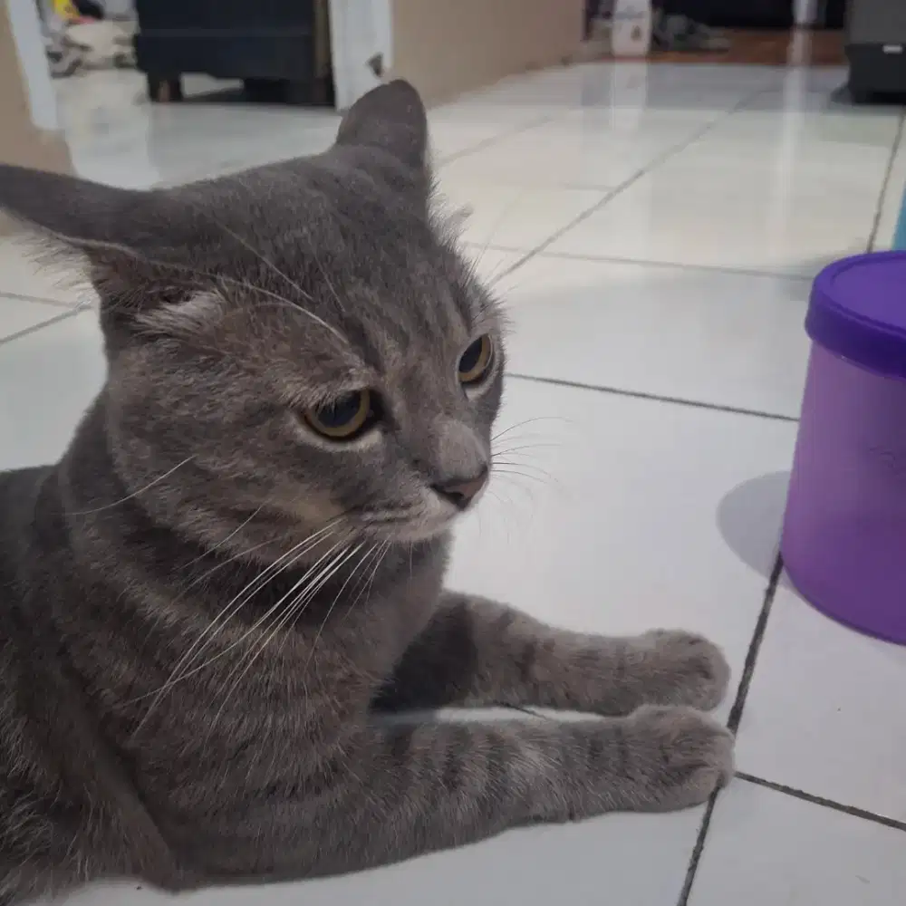 Kucing mixdom terawat dan jinak