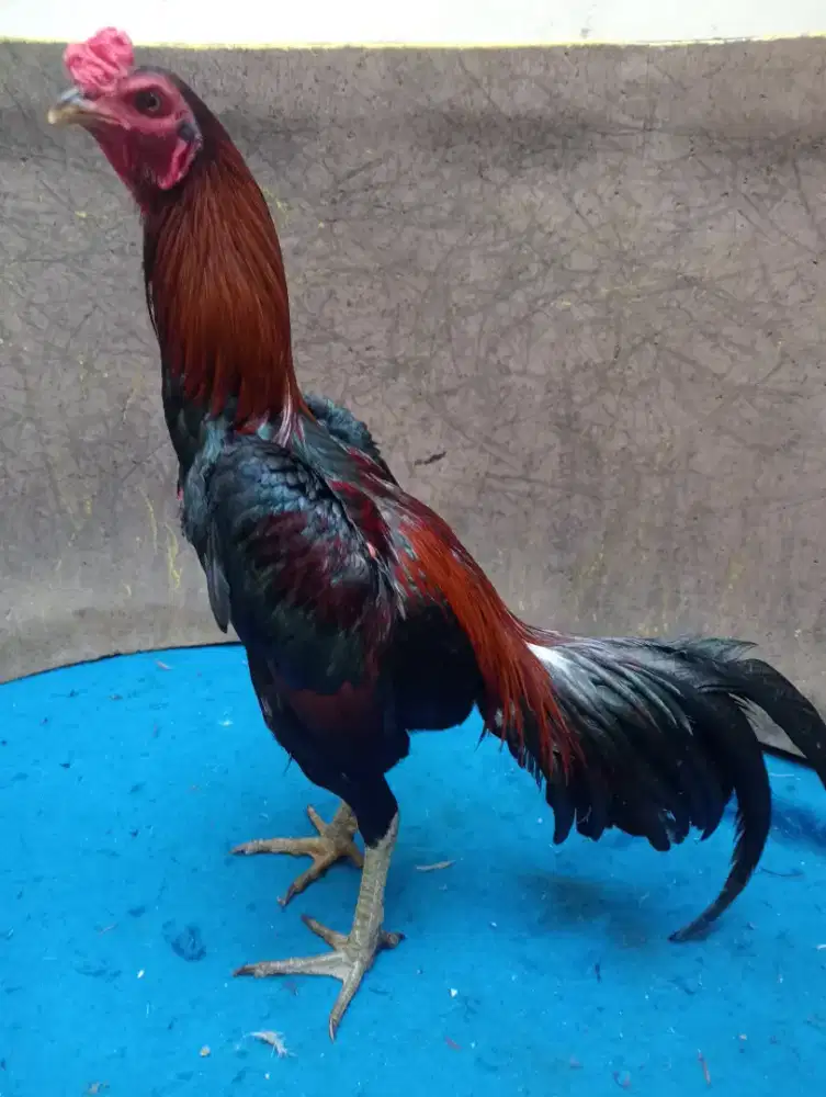 Ayam Mangon uk 4,5 bahu umur 7-8 bln