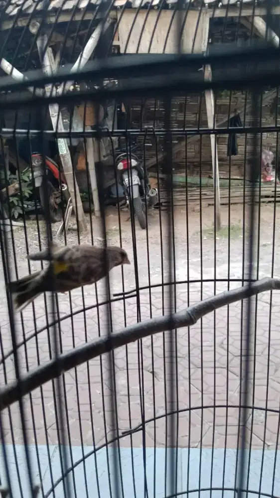 Burung blacktroat