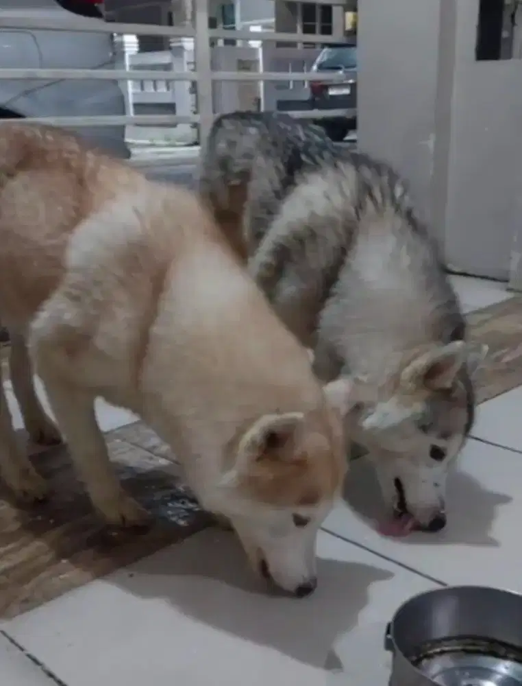 Dijual 2 ekor Husky Betina usia 1 thn 8 bln