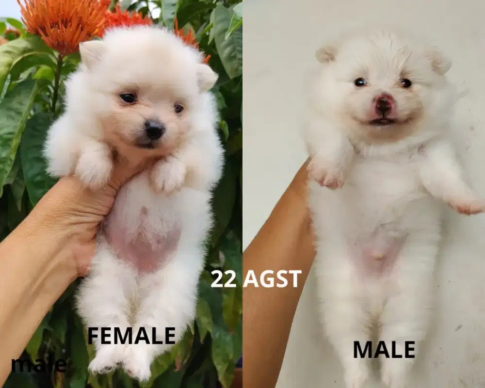 Minipom white jantan dan betina