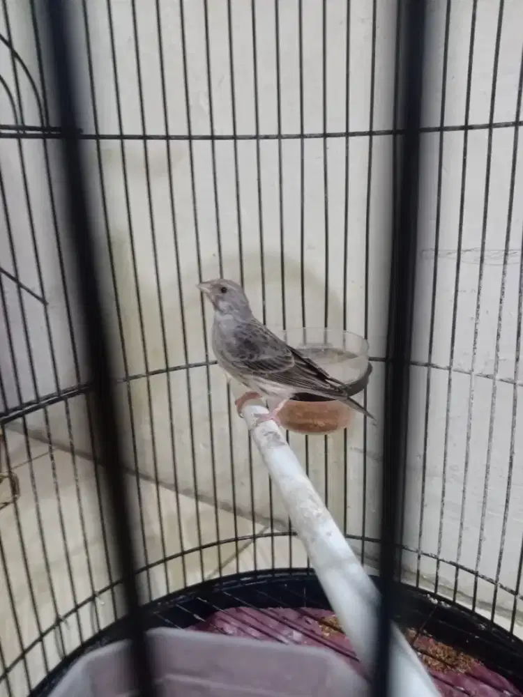 Burung Edel Sanger