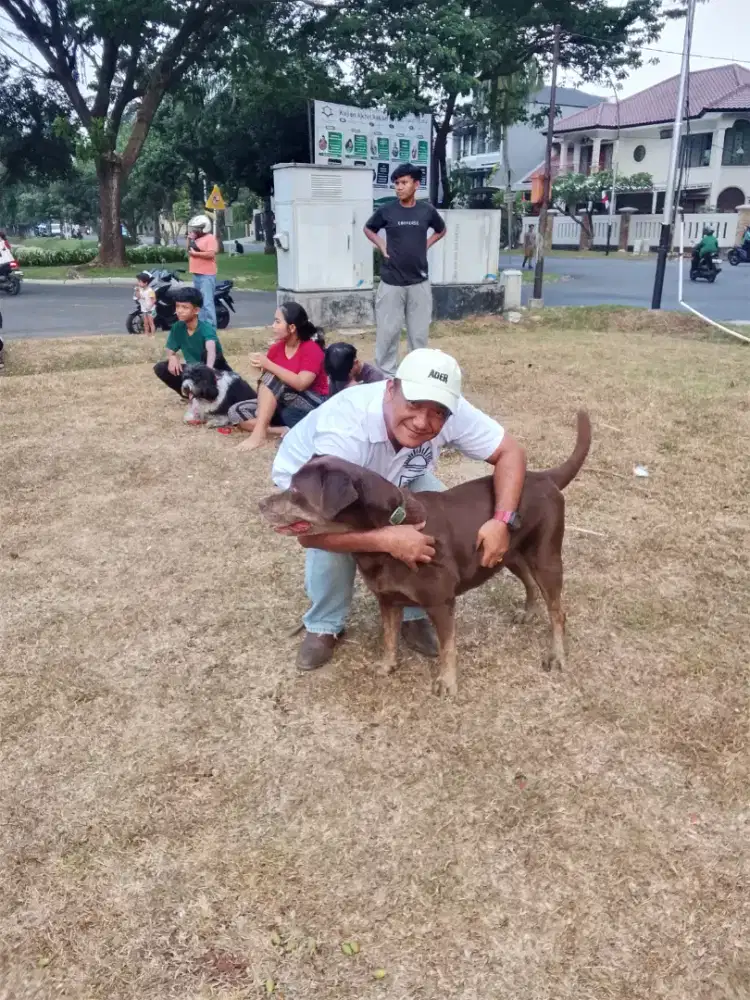 Trima jasa perawatan Hewan