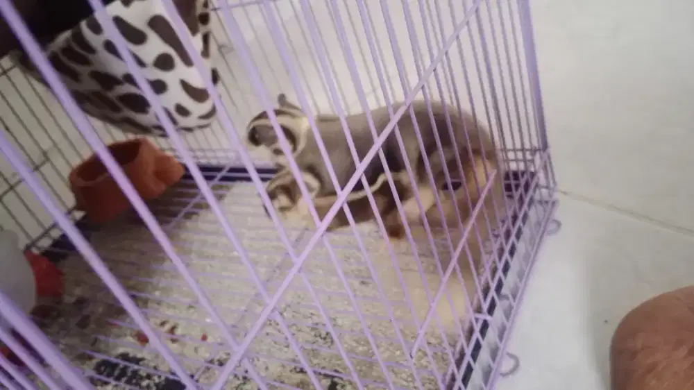 Sugae glider sepasang