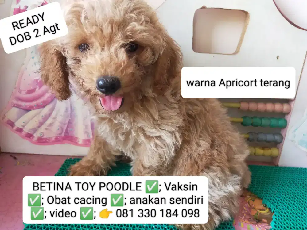 READY  BETINA TOY POODLE