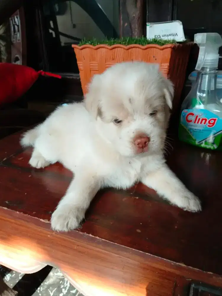 Anjing mix kintamani x shitsu