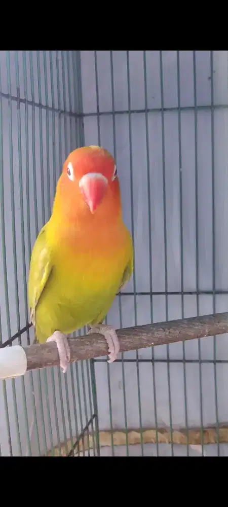 Lovebird Pf Pastel