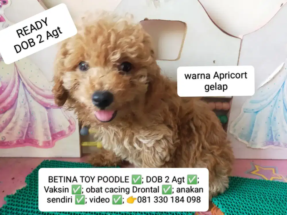 READY TO GO... BETINA TOY POODLE