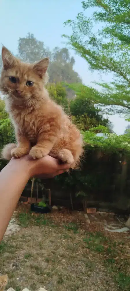 Kitten jantan 3 bulanan