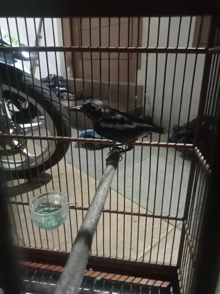 Burung KACER KACER