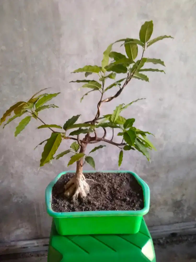TANAMAN HIAS PICUS