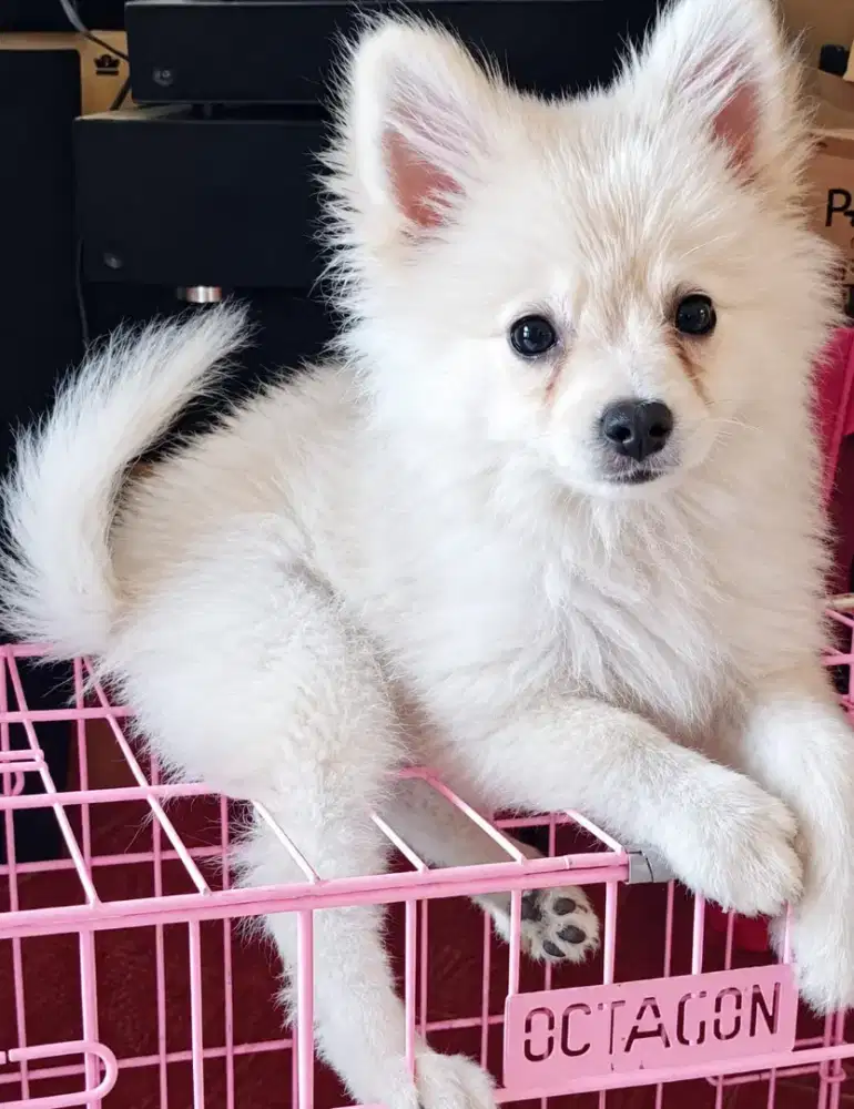 Jual anak anjing pomeranian