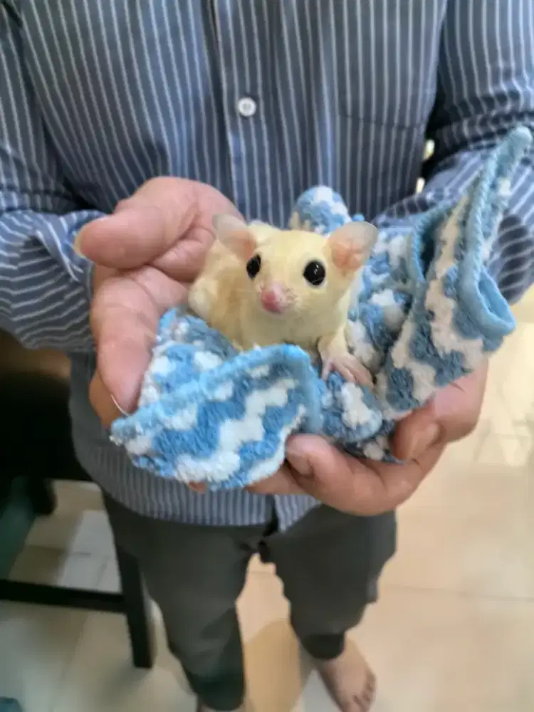 sugar glider leucistic joey