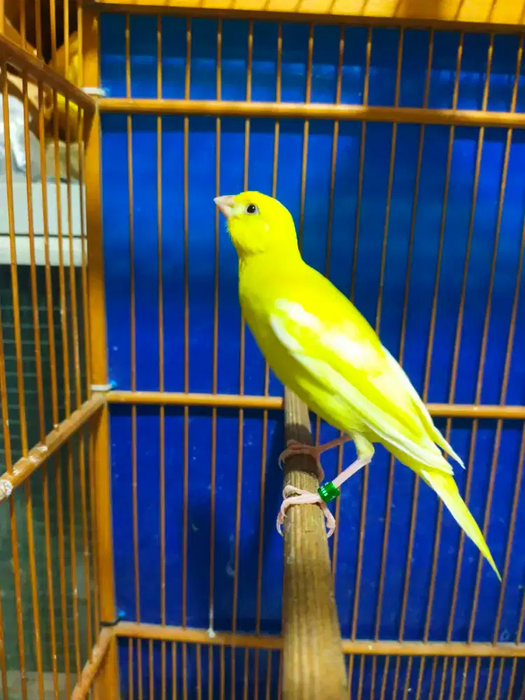 Burung kenari sfbbsf x lokal paud jantan