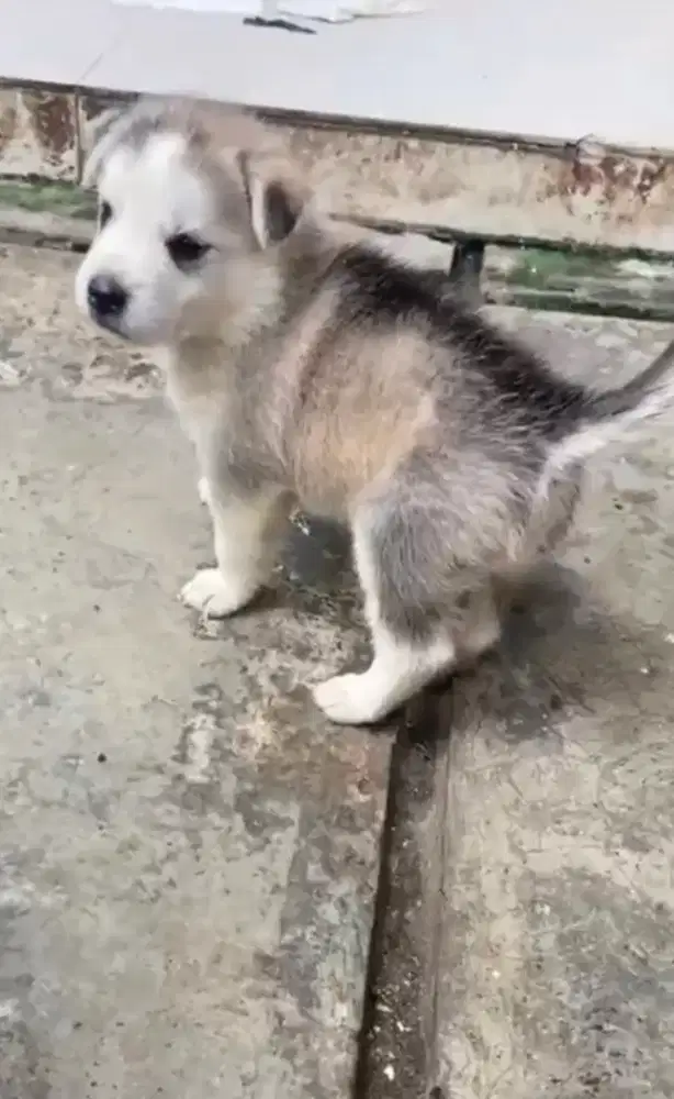 anak anjing alaskan malamute jantan