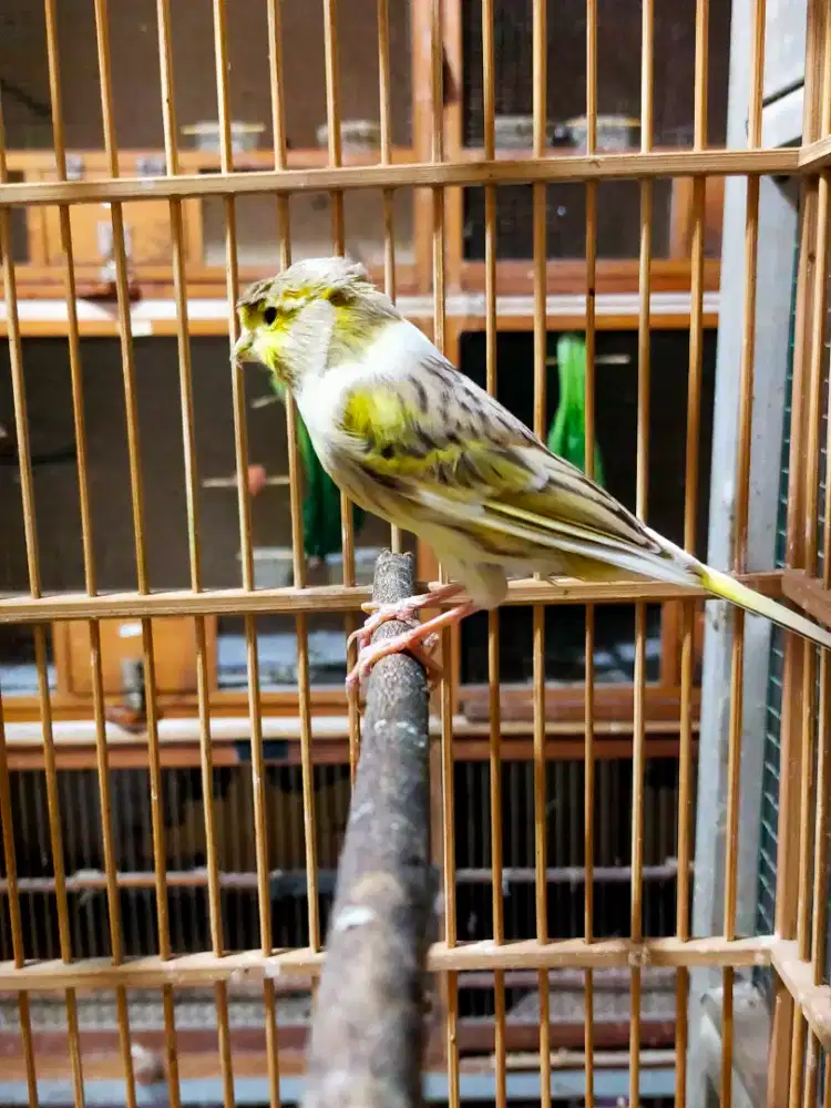 Burung kenari jambul unik betina siapan