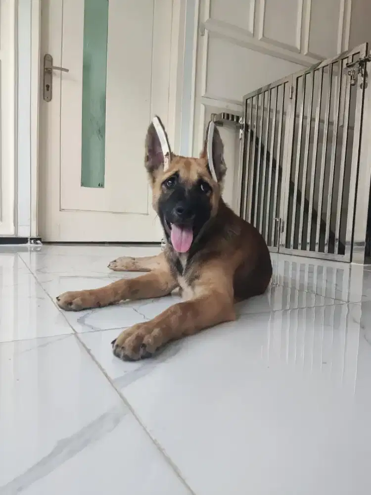 Herder mix lokal dan golden mix kintamani
