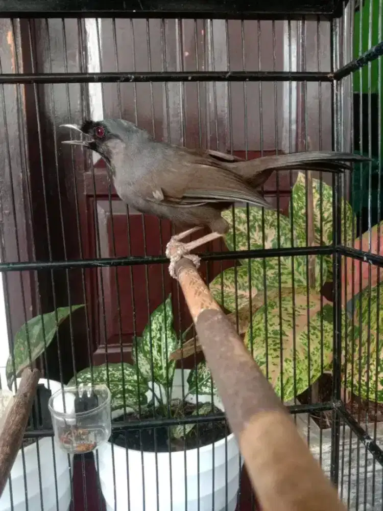 poksay hongkong pipi hitam jantan gacor
