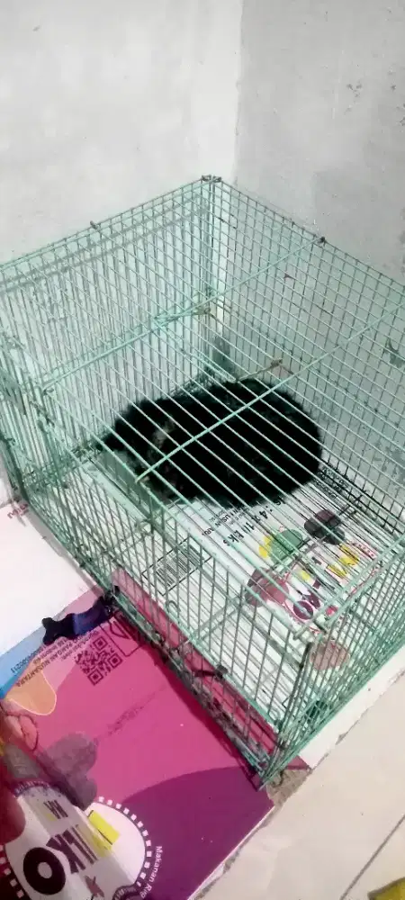 Musang + Kandang Lok Sawangan Pasir putih