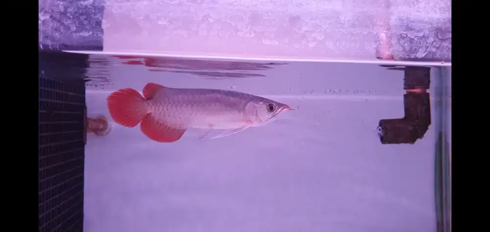 Ikan Hias Arowana Super Red Arwana Merah