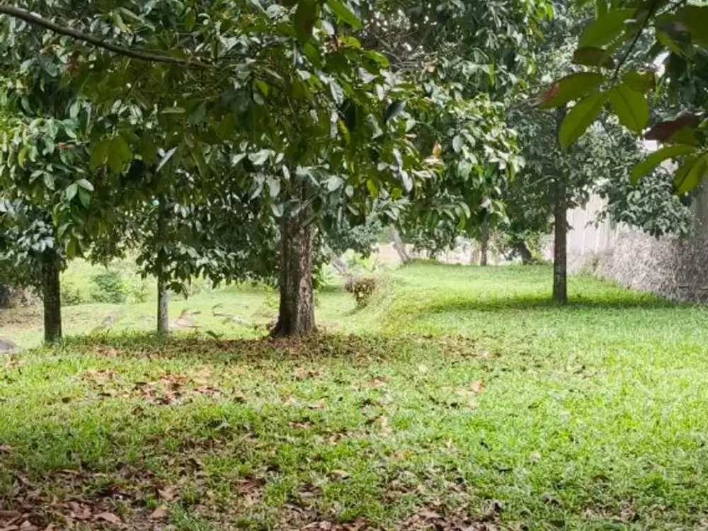 Dijual Kebun Manggis 5.700 m2 di Pasir Karet, Bogor