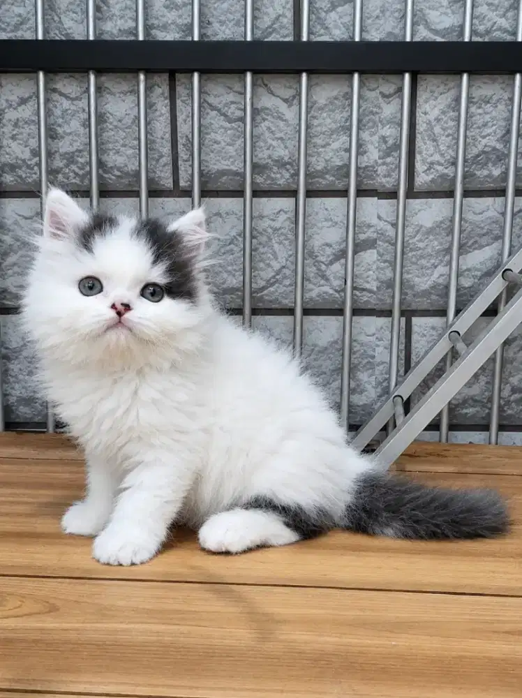 Munchkin Ns Jantan