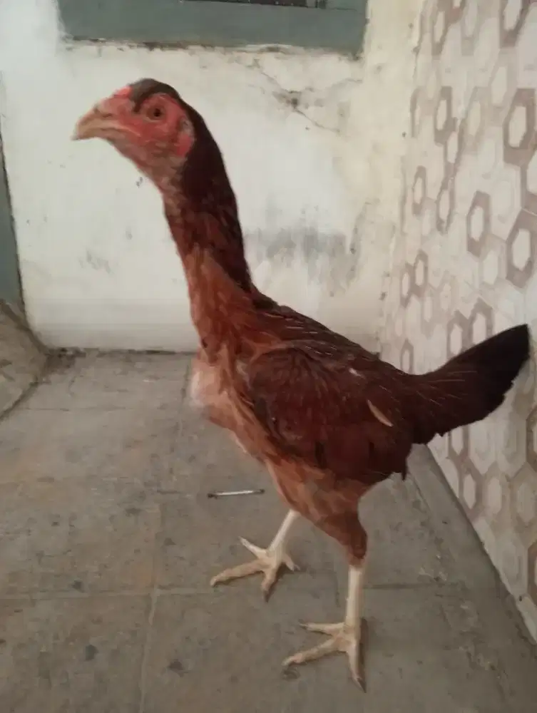 Ayam Betina Mangon Silangan Bangkok