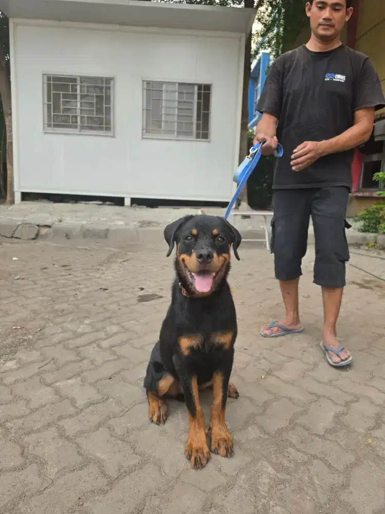 Rottweiler jantan puppy