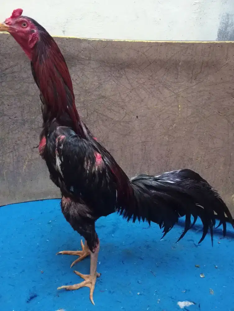 Ayam Bangkok klasik pukul keras sisik mulus