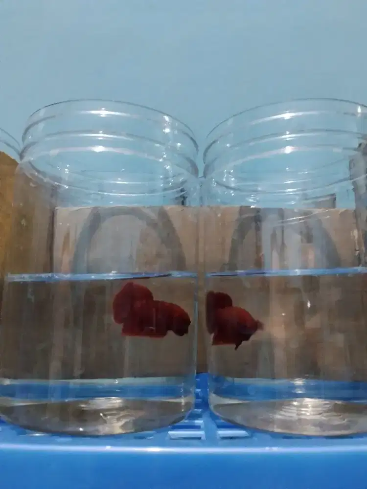 ikan cupang super red
