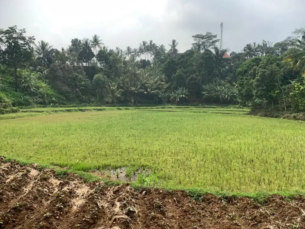 Dijual Lahan Sawah 8.000 m2 di Sukamakmur, Bogor