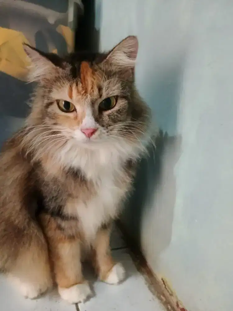 Jual murah kucing anggora