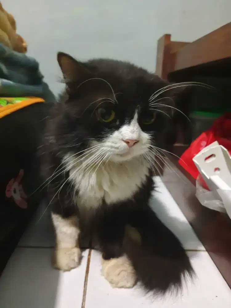 Jual murah kucing anggora
