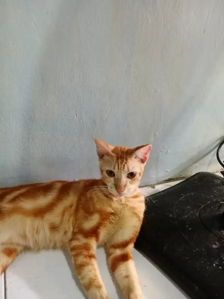 Jual murah kucing mix