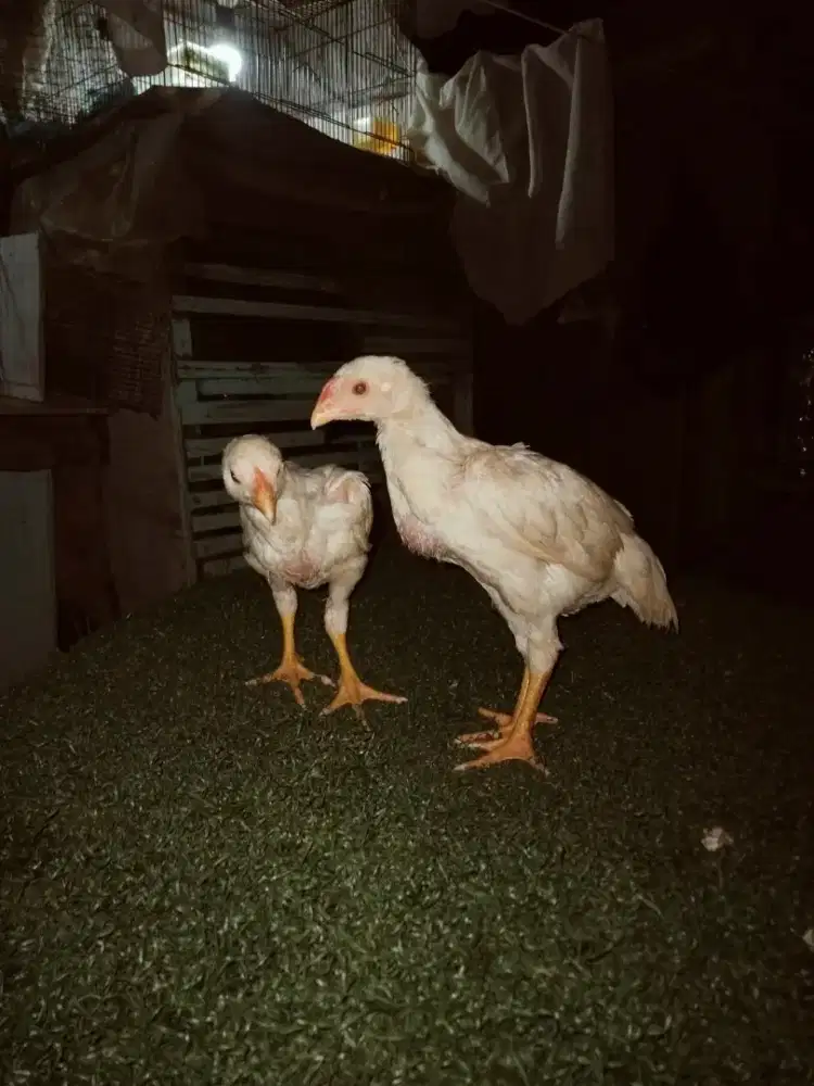 Ayam Plucker sepasang.