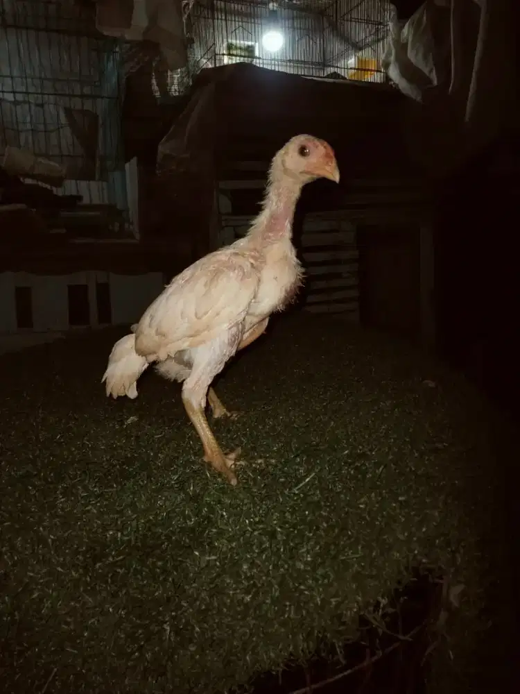 Ayam Plucker jantan